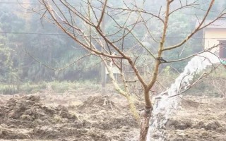 黃桃北方能種植嗎，在北方是可以種植黃桃的