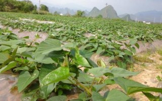 紫薯如何育苗，將種薯排放在苗床上、再覆土施肥并做好管理
