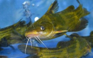 黃顙魚的產(chǎn)地，長江中下游的河流湖泊中較多