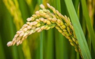隆兩優(yōu)7817水稻品種的特性，每畝有效穗數(shù)15.5萬穗