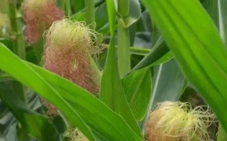 潞玉1611玉米品種的特性，4月下旬至5月上旬播種