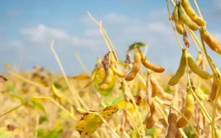 通農(nóng)943大豆品種簡(jiǎn)介，高抗細(xì)菌性斑點(diǎn)病