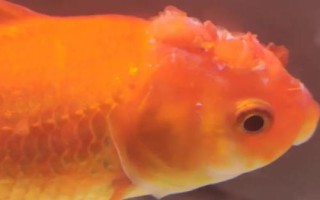 金魚(yú)頭瘤破的原因，一般是魚(yú)群互斗導(dǎo)致的