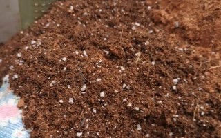 什么時候種植佛手瓜，在4-5月份種植可提高成活率