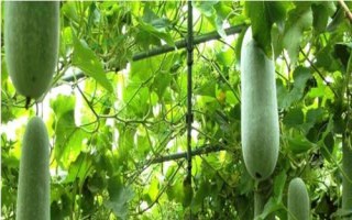 冬瓜如何正確施肥，根據(jù)冬瓜需肥的特點(diǎn)來(lái)施肥