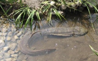 娃娃魚屬于什么動物，長得像魚但卻不是魚