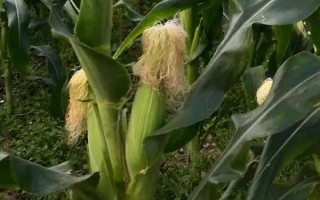 奧邦A(yù)6玉米種子特征特性，4月下旬至5月上旬播種