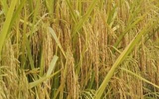 航兩優(yōu)1372水稻種子介紹，秈型兩系雜交水稻品種