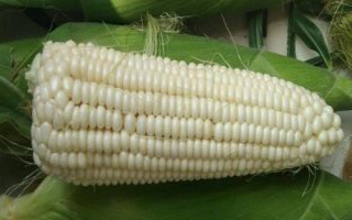 高油玉808玉米品種簡(jiǎn)介，高抗大斑病