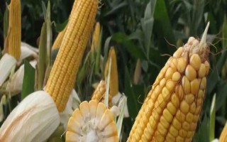 吉德359玉米種子特征特性，中抗莖腐病