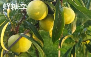 綠色的李子品種，常見的有蜂糖李、脫骨李等