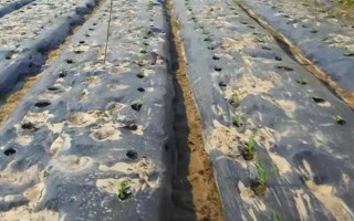 地膜玉米施肥技術(shù)，植株長到第三片完全葉展開時追施提苗肥