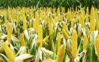 成單935玉米種子特征特性，注意防治灰斑病