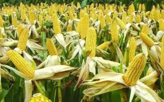 正紅412玉米種子簡介，注意防治絲黑穗病