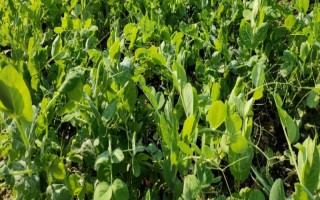 怎么種豌豆苗，9月份到次年的2月份都可種植