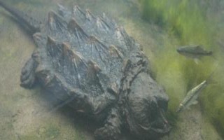 鱷龜能不能同時養(yǎng)幾只，一起飼養(yǎng)容易發(fā)生爭斗
