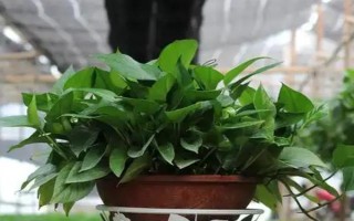 綠蘿的寓意，寓意堅(jiān)韌和善良