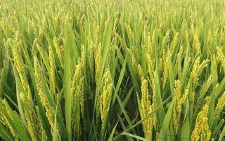 遷粳29號水稻種子簡介，大田用種量每畝3~4公斤