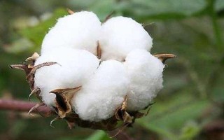 徐雜6號棉花種子特征特性，與對照品種（皖雜40）相仿