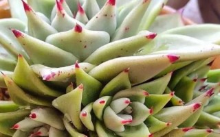 多肉植物景天科擬石蓮花屬有哪些，常見(jiàn)以下9種