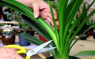 君子蘭剪頭后何時(shí)長(zhǎng)新葉，通常需一年左右