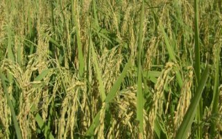 金隆優(yōu)青占水稻種子特征特性，全生育期114.3天