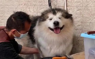 阿拉斯加雪橇犬的訓(xùn)練方法，使用特定語(yǔ)氣加上手勢(shì)動(dòng)作可讓它聽話