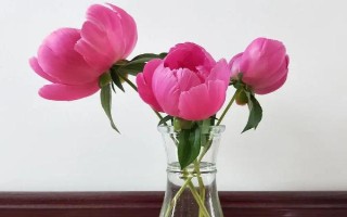 水培芍藥可以養(yǎng)多久，養(yǎng)護(hù)的好可以養(yǎng)護(hù)一周左右