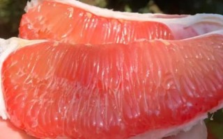 哪些農(nóng)作物在秋季成熟，包括花生、玉米、西紅柿等品種