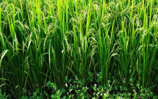 CY優(yōu)228水稻種子特征特性，抗性評價中抗