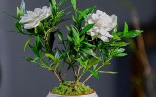 室內可以養(yǎng)梔子花嗎，室內是可以養(yǎng)梔子花的