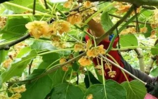 獼猴桃為何要人工授粉以及具體方法，雌雄花朵要相互傳粉才能結(jié)果