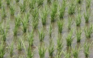 中嘉8號水稻品種簡介，該品種長勢繁茂