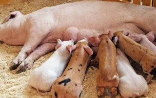 仔豬不好好吃奶的原因，母豬泌乳不足會(huì)導(dǎo)致