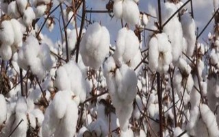 華棉9153棉花種子介紹，一般密度2000～2500株