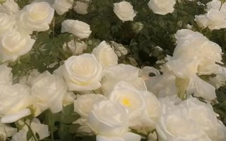 白玫瑰有什么含義，表示純潔、浪漫、莊重與尊敬