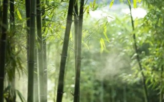 怎么養(yǎng)觀賞竹子，喜半陰的光照環(huán)境
