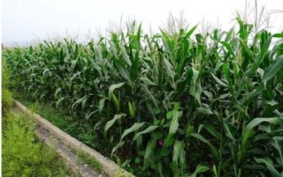 隴單336玉米種子特點(diǎn)，春季4月15日左右播種