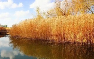 蘆葦?shù)纳L季節(jié)，生長旺盛期為每年4月上旬至7月下旬