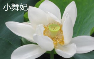 盛開的荷花與什么相似，看起來就像一個(gè)彩燈