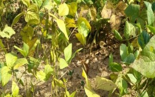 大豆黃化面積大的原因及防治方法，針對(duì)性治療效果好