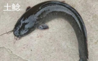 身上有花斑的鯰魚是什么魚，可能是土鯰、斑鳠或者沙塘鱧
