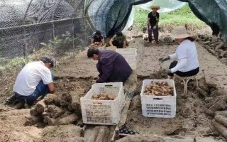 引種天麻要注意什么，當(dāng)?shù)氐臍夂驖M足條件才能種植