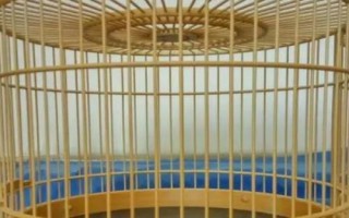 八哥鳥的飼養(yǎng)方法，選擇易馴的頭窩幼鳥為佳