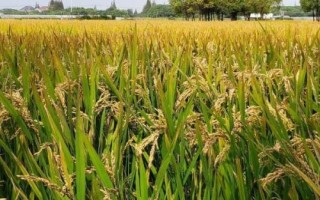 陵香優(yōu)122水稻種子介紹，全生育期151～169天