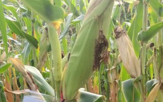 白甜1號玉米種子特征特性，適宜播期4月下旬至6月中旬