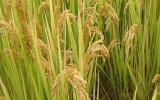 荃早優(yōu)晶占水稻種子特點(diǎn)，適時(shí)防治病蟲草害