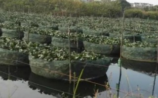 怎么快速培育泥鰍苗種，投放前要蓄水施肥、放苗后要提供充足的食物