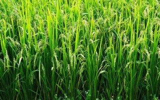 科貴優(yōu)4302水稻品種簡(jiǎn)介，中抗白葉枯病
