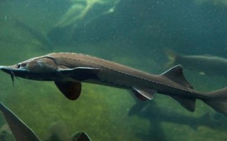 鱘魚屬于淡水魚還是海魚，應(yīng)視情況而定